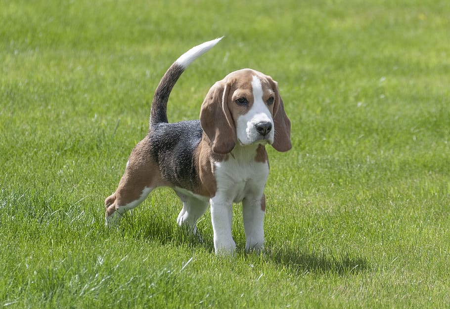 beagle, dog, puppy, pet, cute, portrait, mammal, pets, one animal, domestic