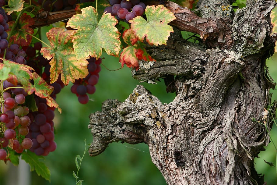 wine, vines, grapes, alsace, vine, tree, fruit, plant, healthy eating, food