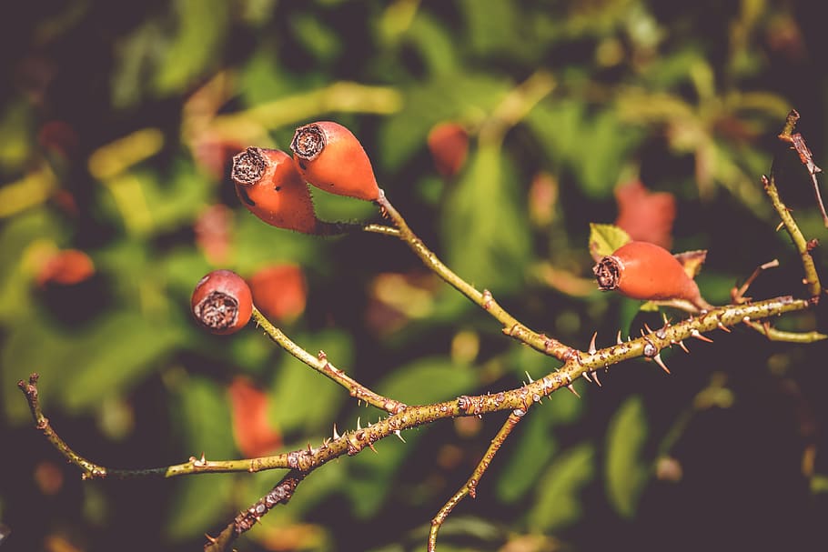 rose hip, canina, fruit, berries, red, wild rose, nature, plant, roses, dog rose