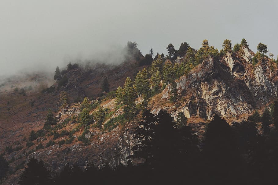 mountain, landscape, peak, summit, trees, pines, view, aesthetic, rocks, fog
