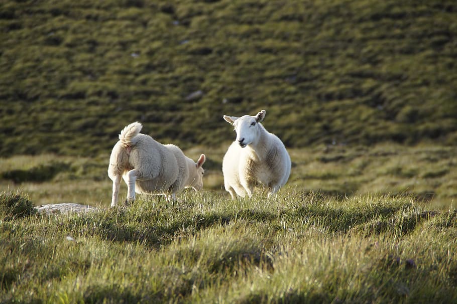 sheep, scotland, running, animal, nature, grass, wool, agriculture, highlands and islands, farm
