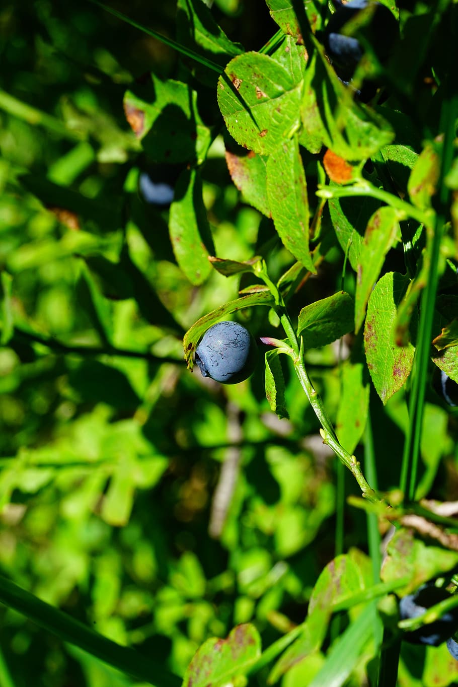 blueberry, berry, fruit, blue, accinium myrtillus, besing, black berry, moll berry, wild berry, bickbeere
