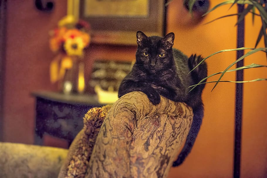 кот, черная кошка, домашнее животное, стул, кошка, домашняя кошка, Млекопитающее, домашние животные, Темы животных, Кошачий