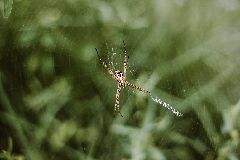 spider, web, outdoor, insect, blur, spider web, animal themes, animal, animal wildlife, one animal