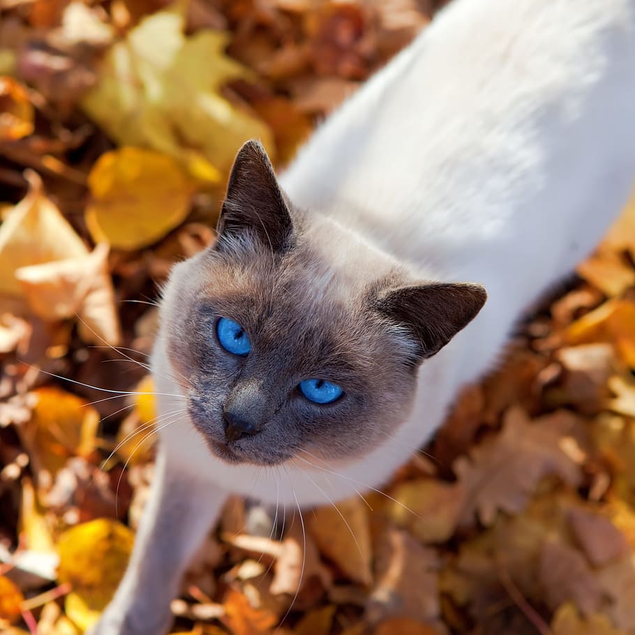 adorável, outono, belo, azul, gato, encantador, garras, bonitinho, orelhas, olhos
