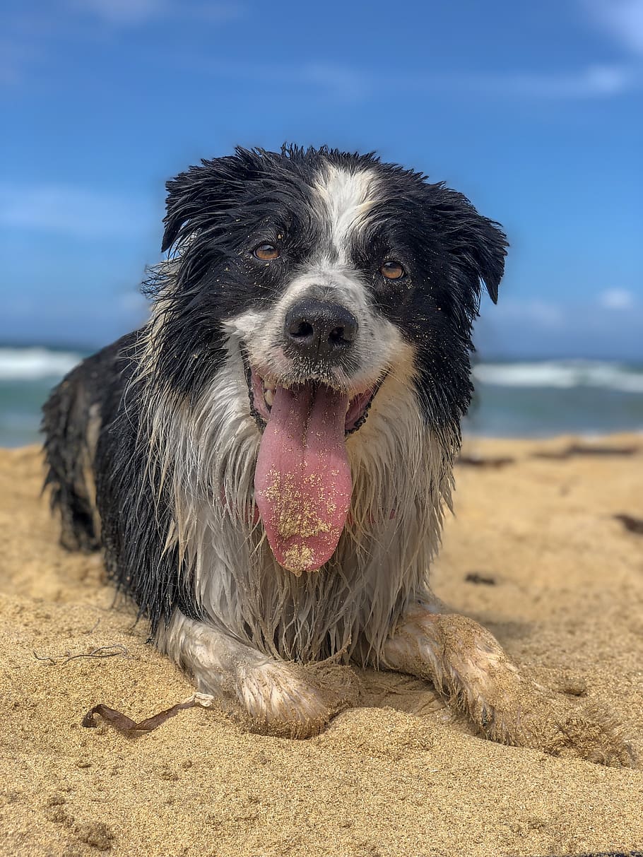 perro, feliz, playa, lengua, mascota, cachorro, lindo, animal, border collie, canino