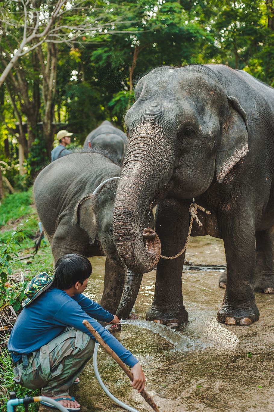 thailand, elephant, baby, mom, water, man, two, shower, wash, hose