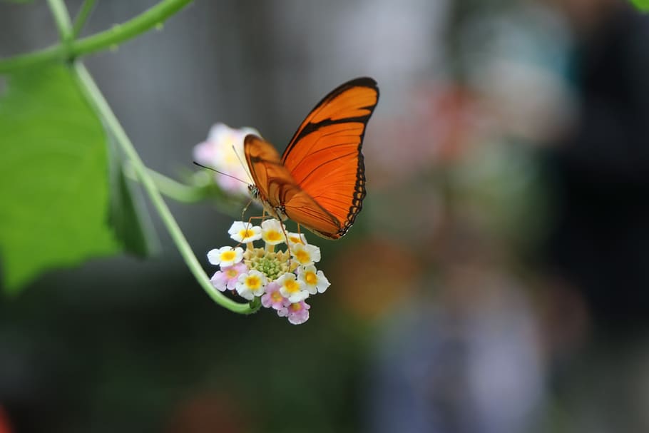 butterfly, flower, orange, close up, beauty in nature, butterfly - insect, animal wildlife, insect, invertebrate, one animal