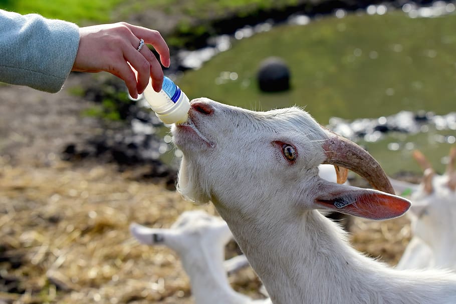 white goat, animal, kid, young, bottle feeding, goat milk, hunger, hand, head, horn