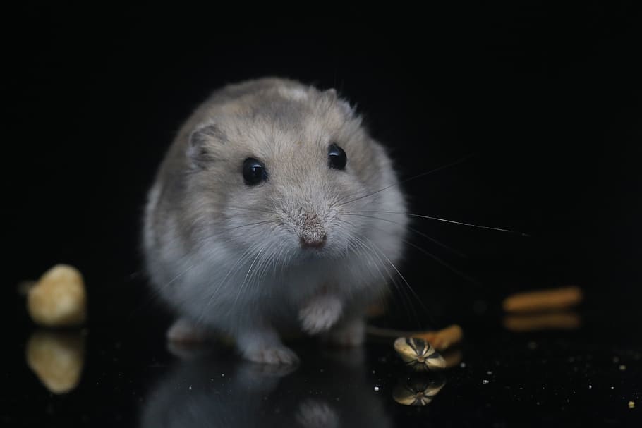 hamster-pets-small-animals.jpg