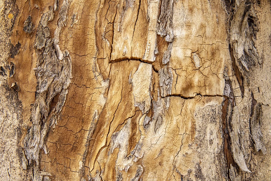 texture, tree, wood, nature, trunk, cracked, pattern, green, registration, boards