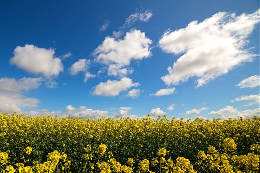 canola fields, rapeseed, air, rapeseed field, spring, blue, bloom, cloud, agriculture, landscape