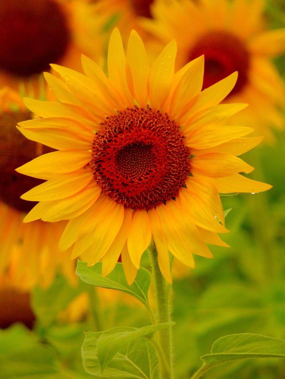 bunga matahari, kuning, bunga, alam, musim panas, cerah, bidang, tanaman, bagus, mewarnai