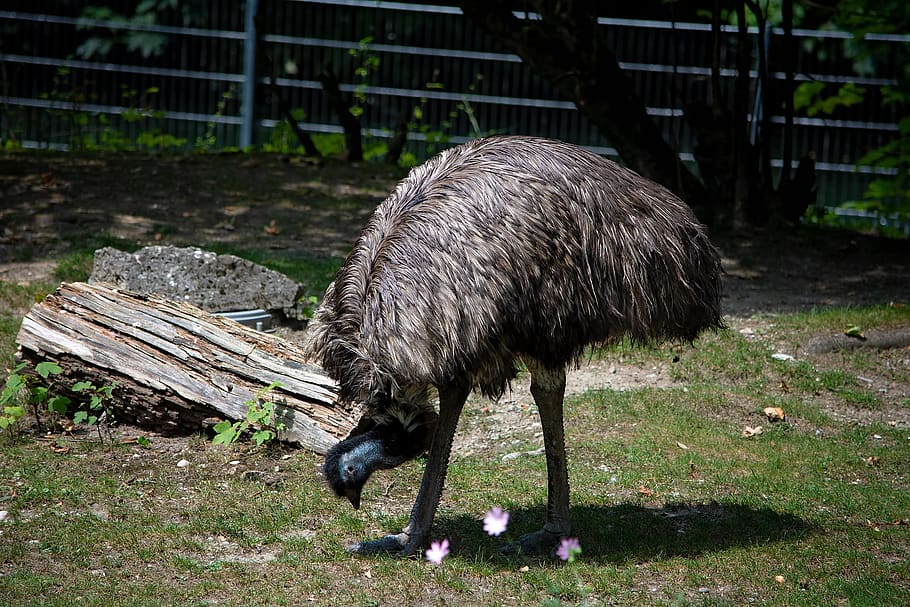 Emu Pajaro Animal Mundo Animal Un Animal Temas De Animales Fauna Animal Vertebrado Ninguna Gente Animales En La Naturaleza Pxfuel
