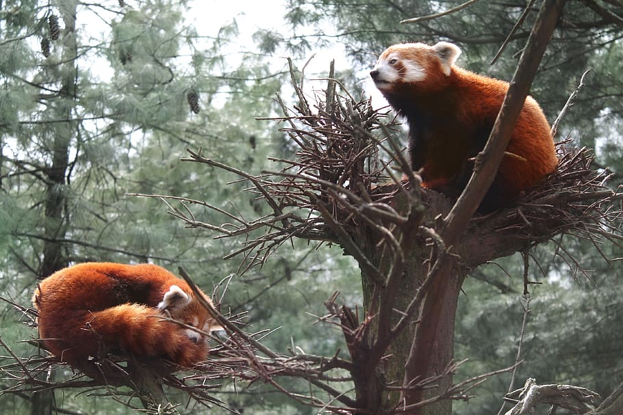 panda vermelho, panda, jardim zoológico do central park, jardim zoológico, fofo, animal, mamífero, animais selvagens, natureza, árvore