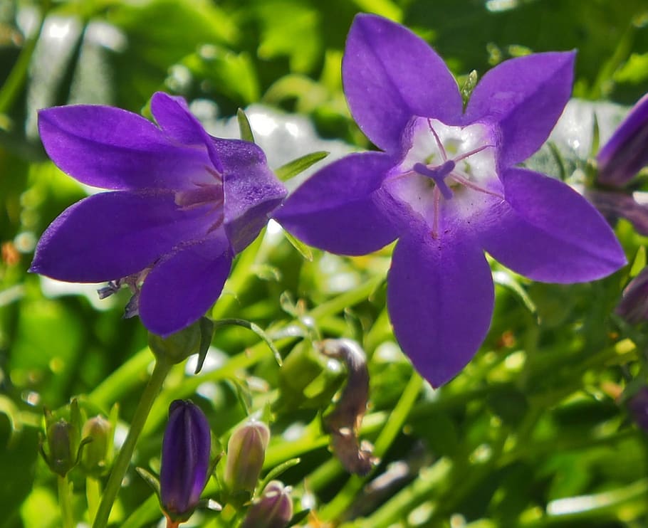 bluebells, purple, flowers, garden, violet, flowering plant, flower, plant, petal, beauty in nature