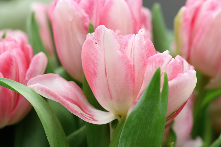 tulips, tulip, spring, flowers, bloom, gift, bouquet, pink, white, congratulation