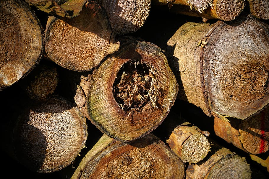 section, dry, wood, firewood, tribe, nature, background, industry, stock, growing stock