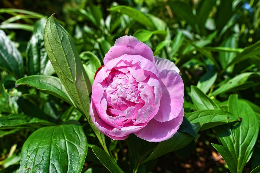 peony, flower, plant, paeonia, garden plant, herbaceous, perennial, pink, freshness, beauty in nature