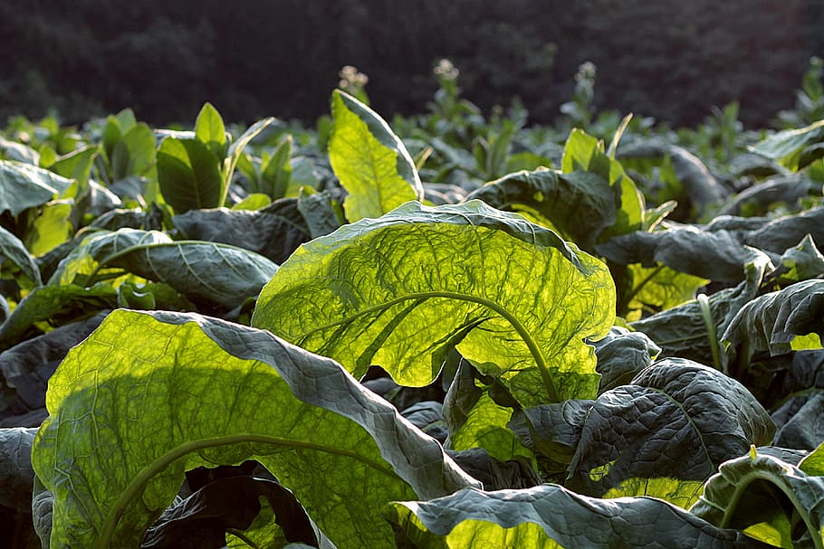 tobacco, broadleaf, green, plants, plant part, leaf, growth, plant, nature, healthy eating