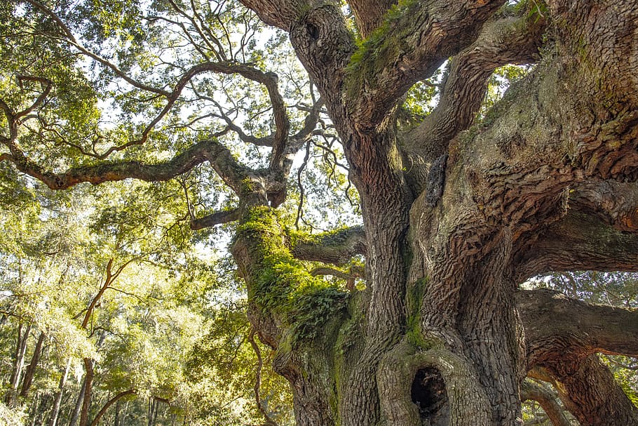 fairy tree, south carolina, ancient, live oak, historical, tree, plant, growth, tree trunk, trunk