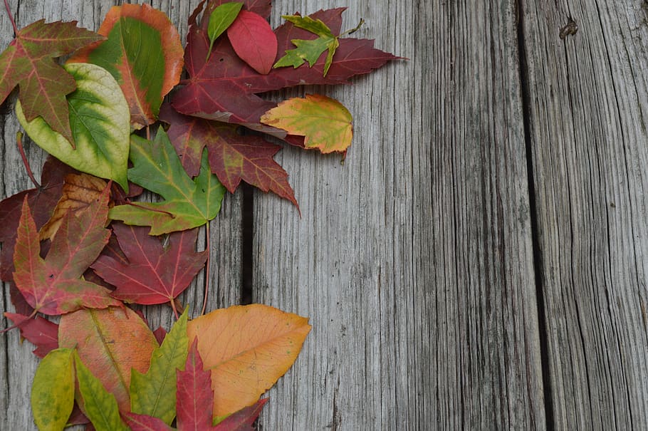 otoño, hojas, naturaleza, colorido, estaciones del año, madera, hoja, parte de la planta, madera - material, nadie