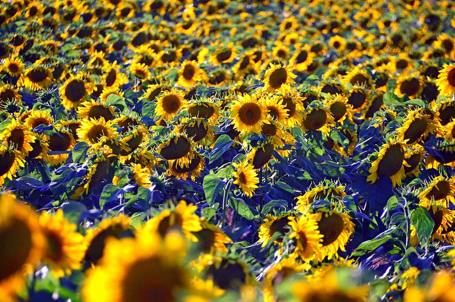 sunflower, sunflower field, yellow, syrian muslims, sunflower seeds, mass, nature, summer, mood, group