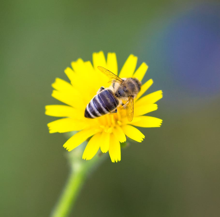 желтый, цветок, пчела, крупным планом., макро, зеленый, пыльца, цветущее растение, Беспозвоночный, одно животное