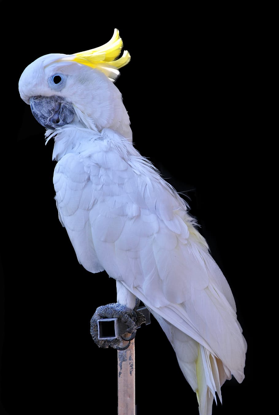 К чему снится попугай во сне. Белый попугай Какаду. Белохвостый Какаду.