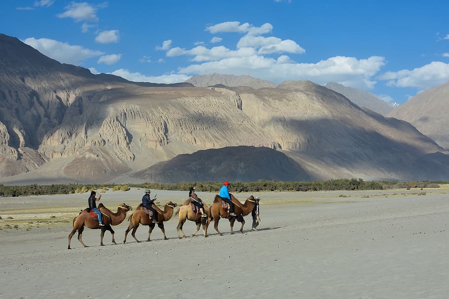 camel, valley, mountain, caravan, sand, desert, nature, landscape, india, ladakh