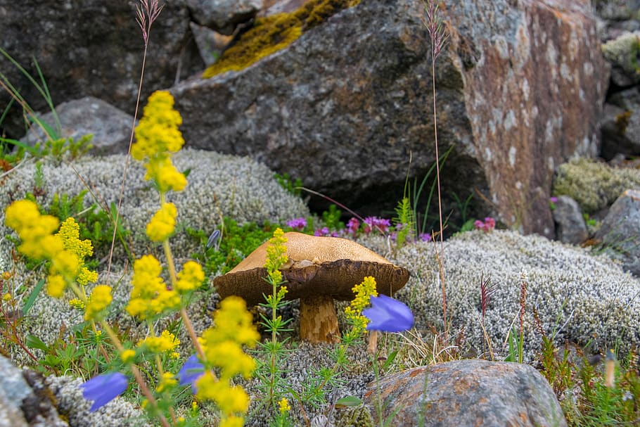 mushroom, cep, flowers, yellow, moss, stones, autumn, nature, mushrooms, noble rot