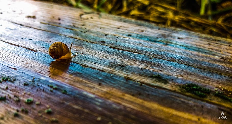 slow, forest, wood, nature, colors, gorund, snail, insect, animal, rstic