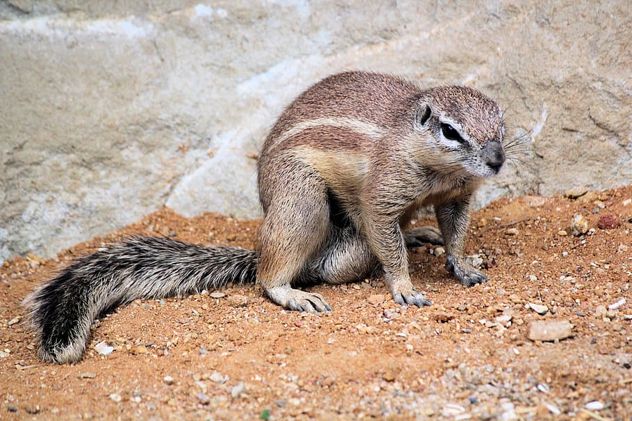 o esquilo, um esquilo chamado capa, roedor, natural, animal, mamífero, chamado capa, africano, o jardim zoológico, jardim zoológico