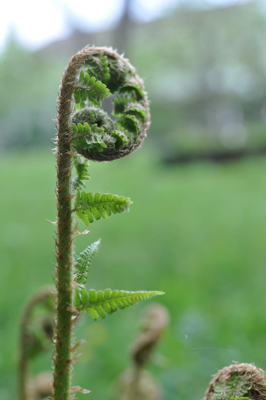 forest, fern, green, plant, fern plant, close up, fiddlehead, growth, green color, close-up