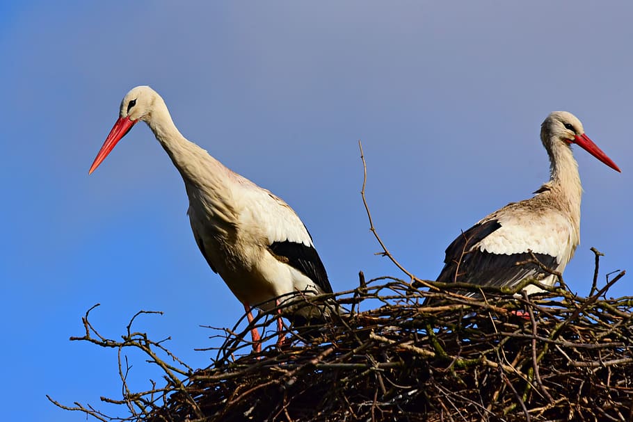 stork, bird, animal, nest, ciconia ciconia, pair, two, feather, plumage, beak