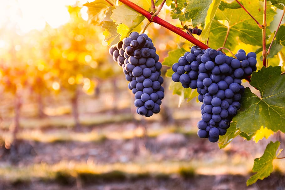 vineyard, ripe, grapes, countryside, sunset, fruit, grape, healthy eating, food, food and drink