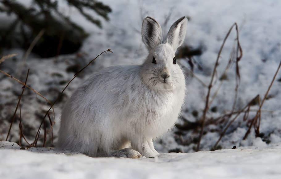 rabbit, hare, snowshoe, bunny, wildlife, nature, cute, furry, wild, sitting