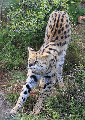 Royalty Free Serval Photos Free Download Pxfuel