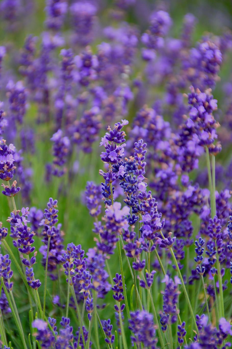 flower, plant, nature, perfume, field, garden, summer, blooming, herb, aromatherapy