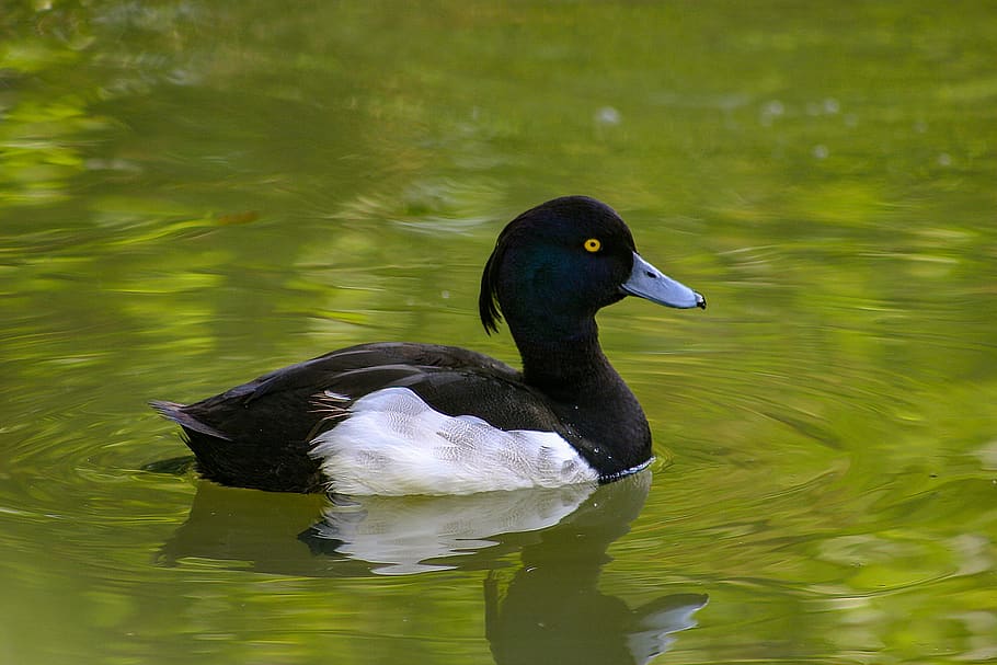duck, camargue, pond, lake, animals in the wild, animal wildlife, water, animal, animal themes, bird