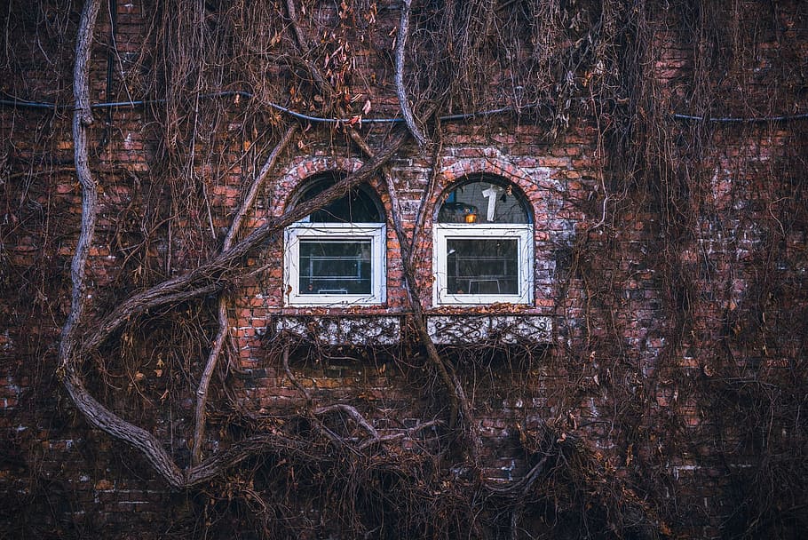 house, home, residence, exterior, bricks, wall, windows, panes, branches, vines