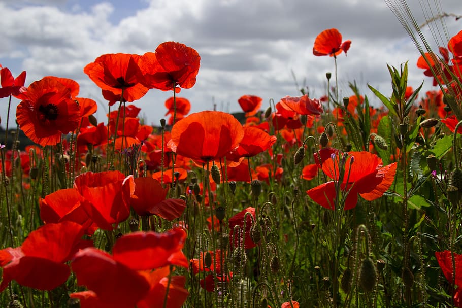 poppies, poppy field, red, armistice day anniversary, in flanders fields, flower, flowering plant, plant, beauty in nature, freshness