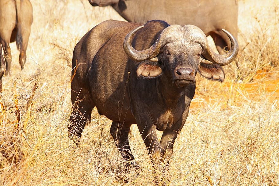 búfalo na áfrica, animaisNatureza, áfrica, africano, safari, temas animais, animal, mamífero, animais selvagens, animais domésticos