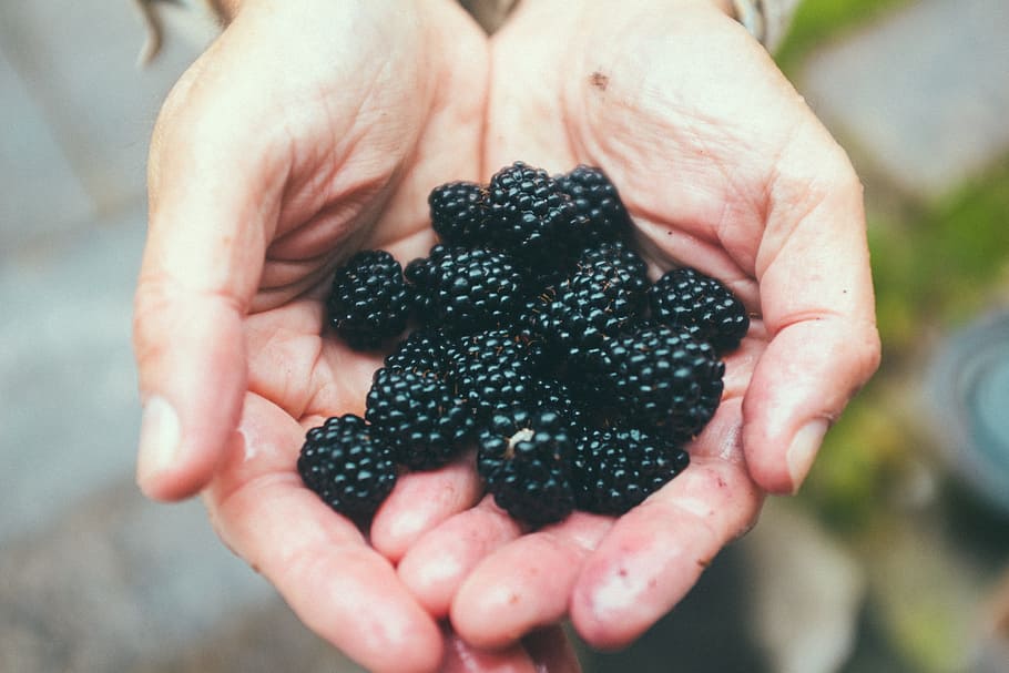 beberapa blackberry, pertanian, latar belakang, memetik, hitam, blackberry, closeup, warna, lezat, makanan penutup