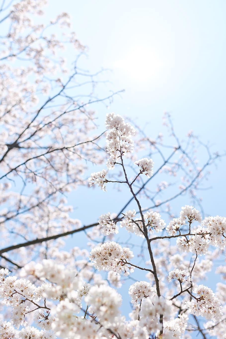 Sakura, céu, primavera, natureza, rosa, flor, florescendo, japão, brilhante, papel de parede do telefone