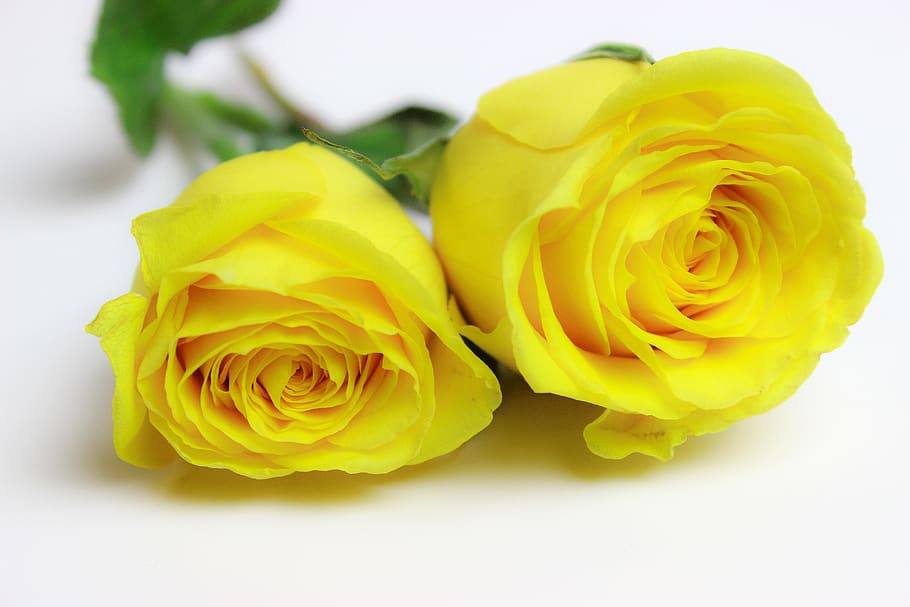 roses, yellow roses, yellow, flower, rose, flowering plant, plant, rose - flower, beauty in nature, flower head