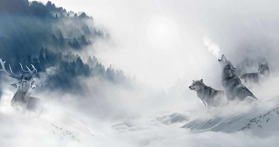 pack, wolf, wolves, animal, wild, winter, ice, snow, cloud - sky, sky