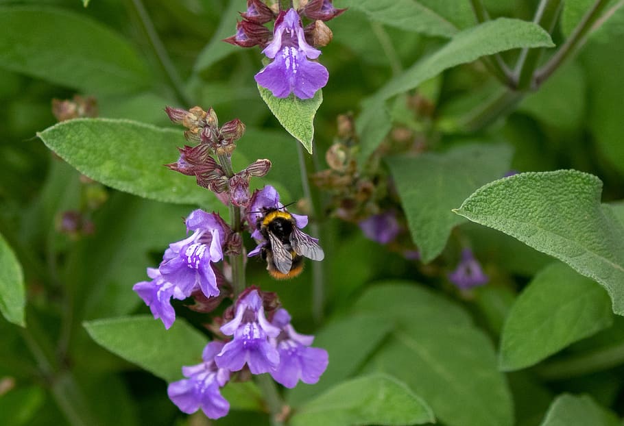hummel, insect, blossom, bloom, nature, garden, plant, apinae, bee, sage