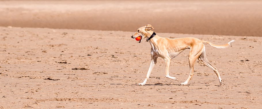 greyhound, beach, sand, dog, play, ball, assimilation, color adjustment, sand color, playful