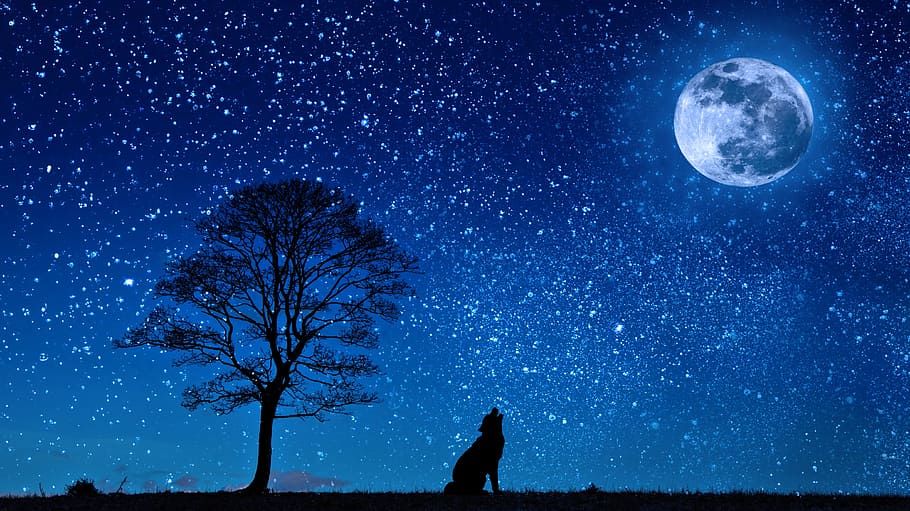 moon, howling, wolf, animal, sky, blue, painting, dog, stars, night